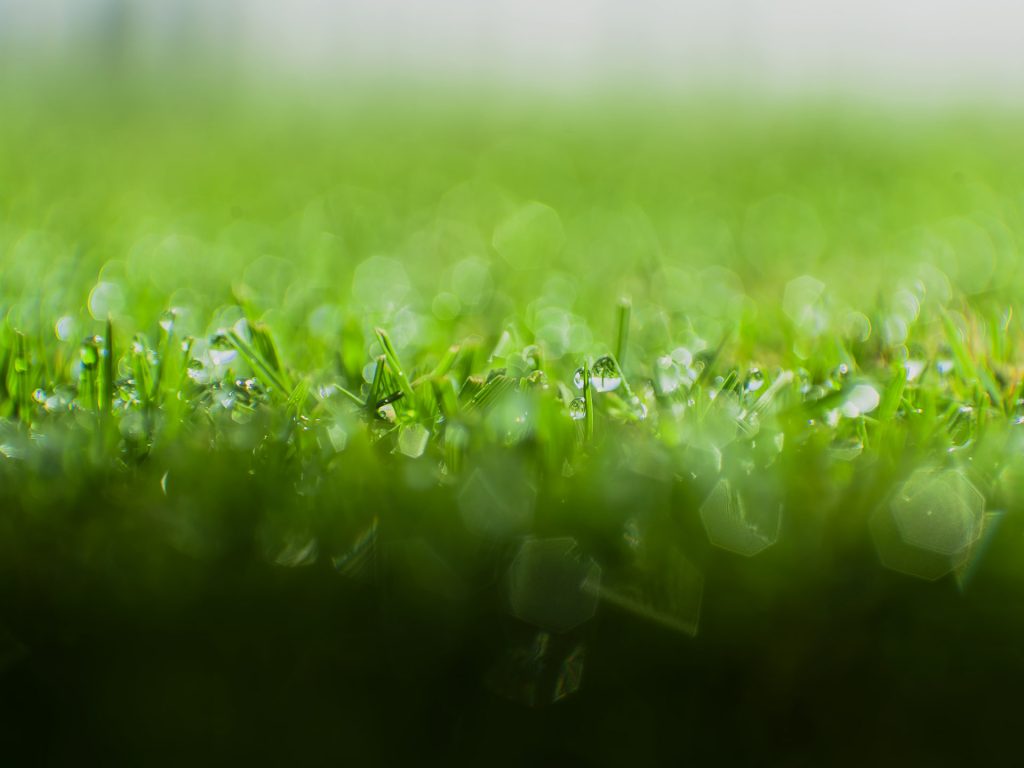 Irrog - Gazon zoom 2